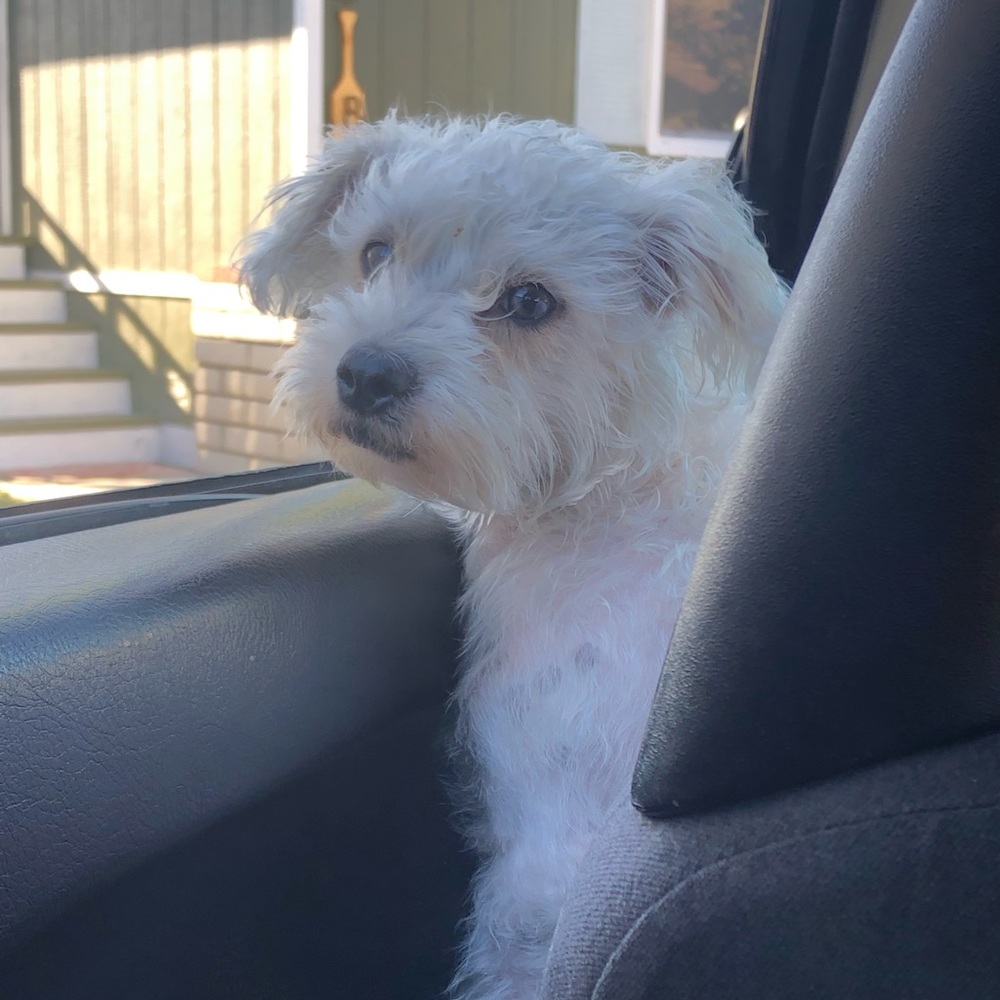 Meet your Posher, Abigail